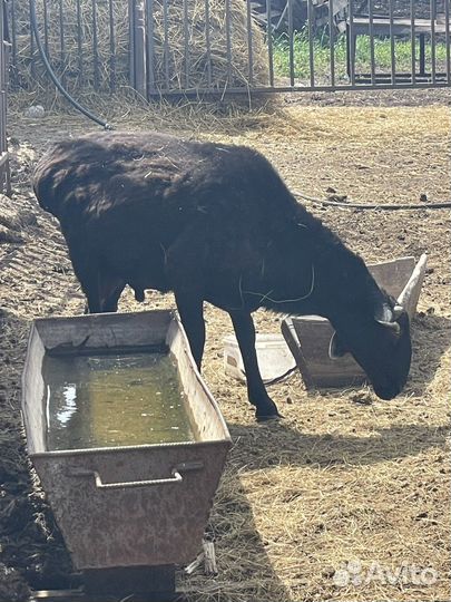 Баран производитель