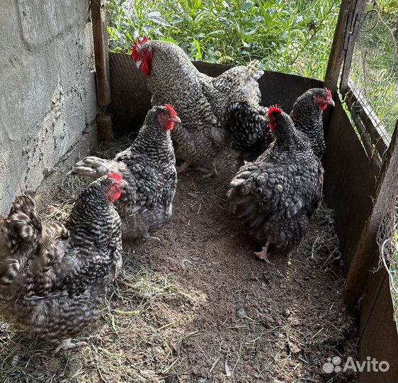 Куры орпингтон