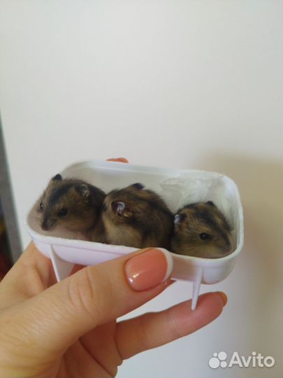 Джунгарские хомячки