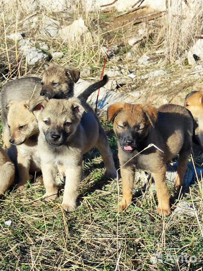 Щенки