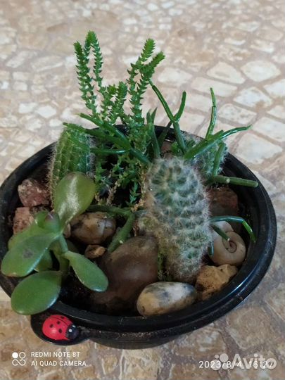 Садик из суккулентов и кактусов