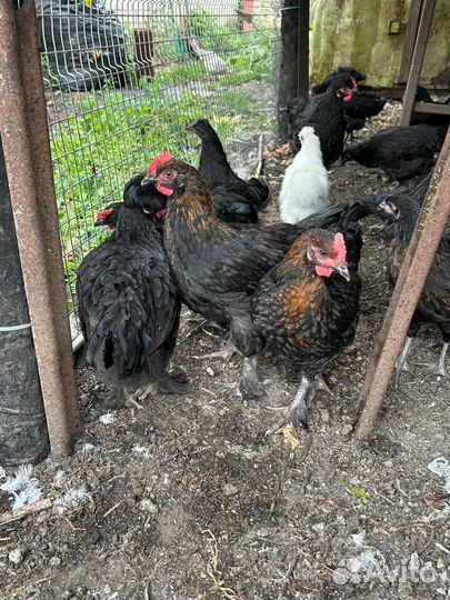 Петушки с прилитием крови Марана, хохлатых