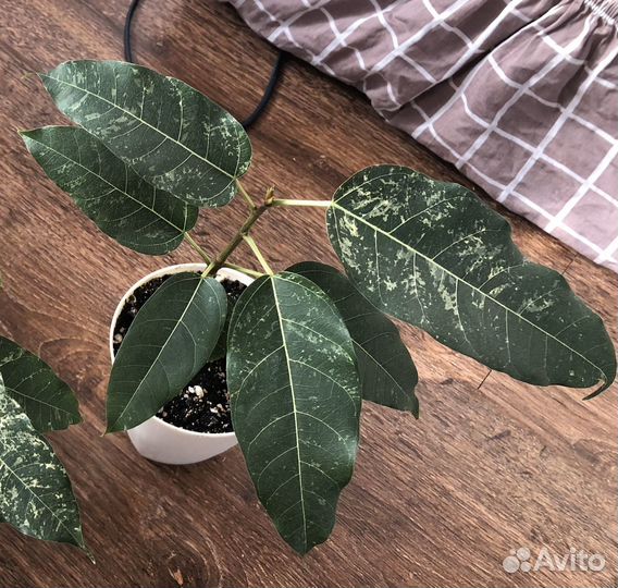 Сортовые фикусы