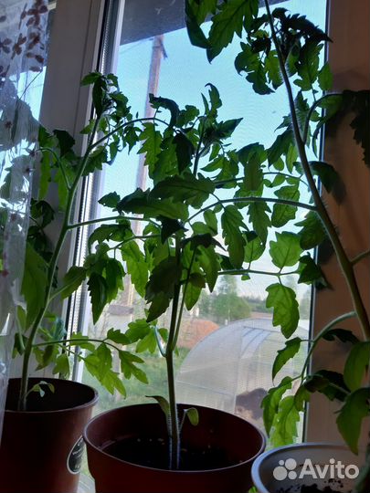 Рассада томатов перцев