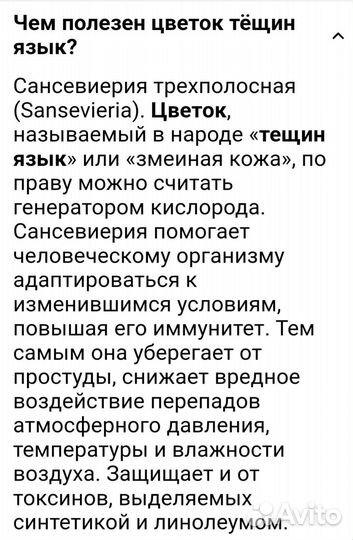 Цветы комнатные Сансевиерия