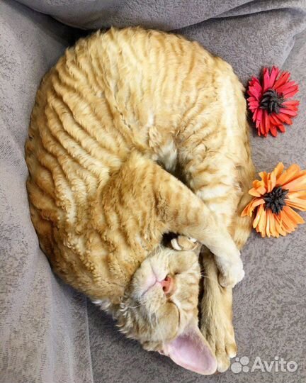 Котята породы девон рекс
