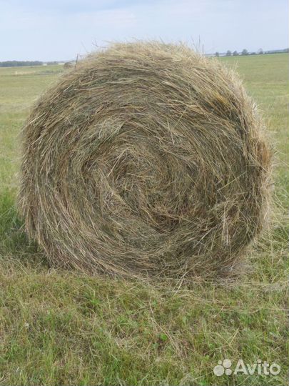 Продам сено в рулонах