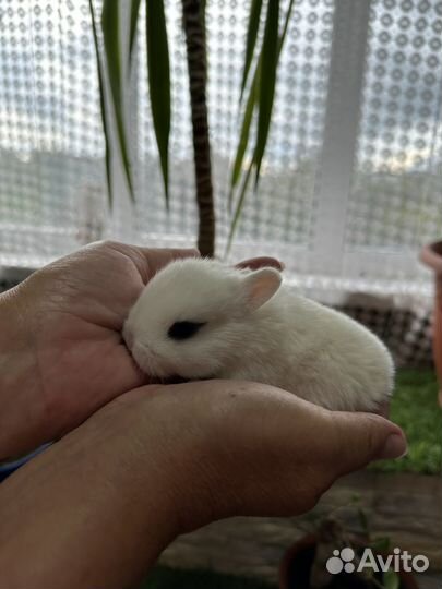 Карликовый хотот кролик мини