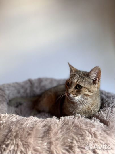 Котенок шотландская девочка 8 мес