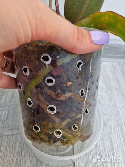 Орхидея фаленопсис детка