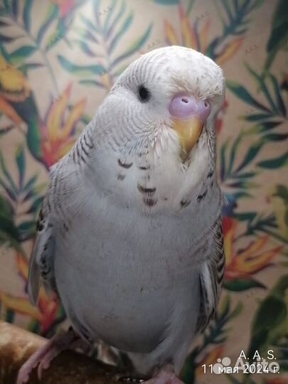 Птенец ввп (Чех)