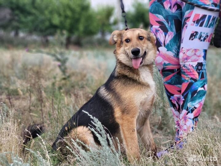 Собака в добрые руки