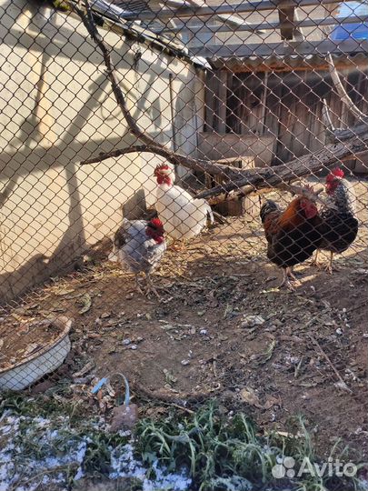 Молодые петухи