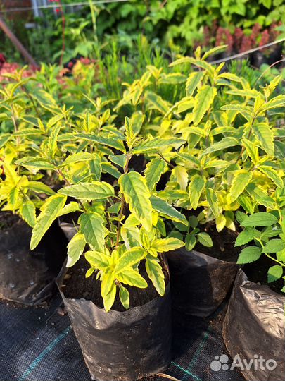 Растения кариоптерис кландоненский