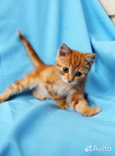 Рыжий котик ищет дом