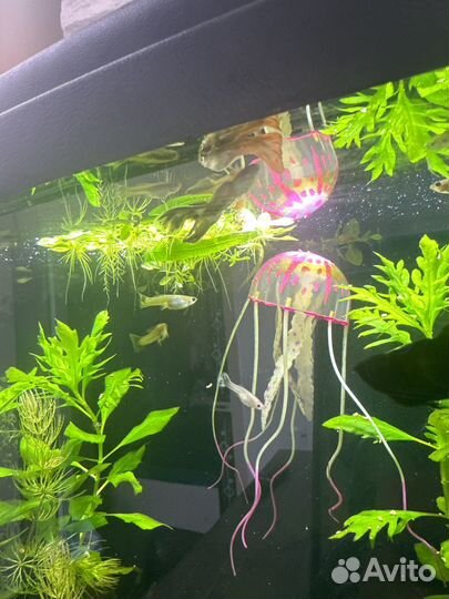 Гуппи гупики