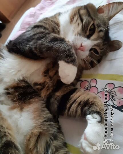 Котик 3 года