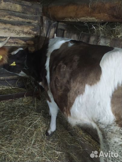 Бычки и телята