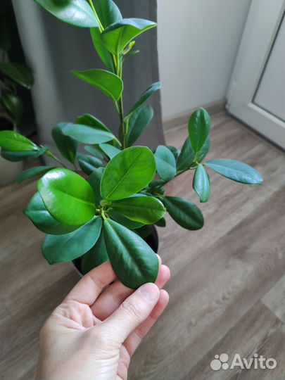 Фикус мокламе