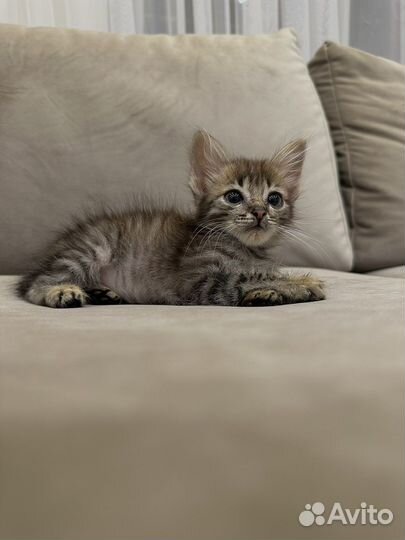 Котенок мальчик в самые добрые руки