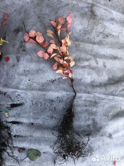 Сеянцы барбариса Тунберга, бирючины