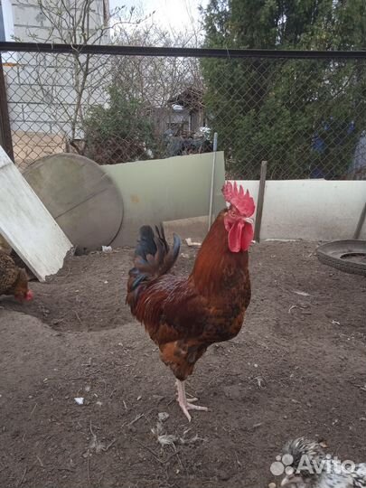 Куры петухи