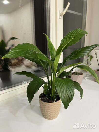 Цветок женское счастье. Спатиффилум