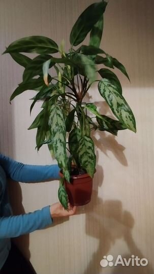 Аглаонема Мария