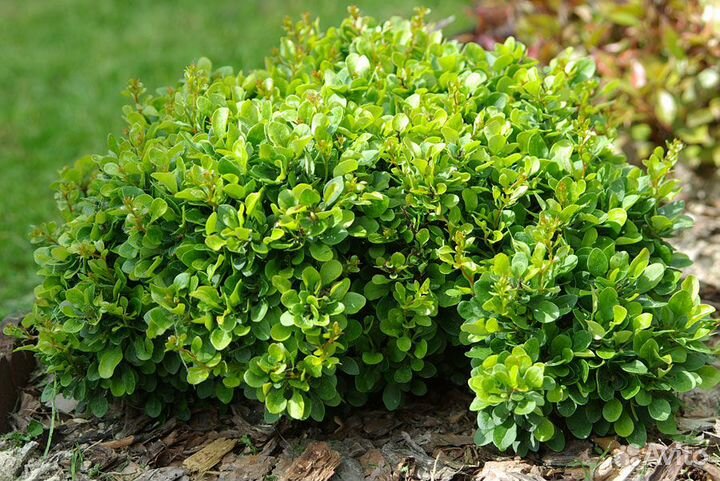 Барбарис Кобальт