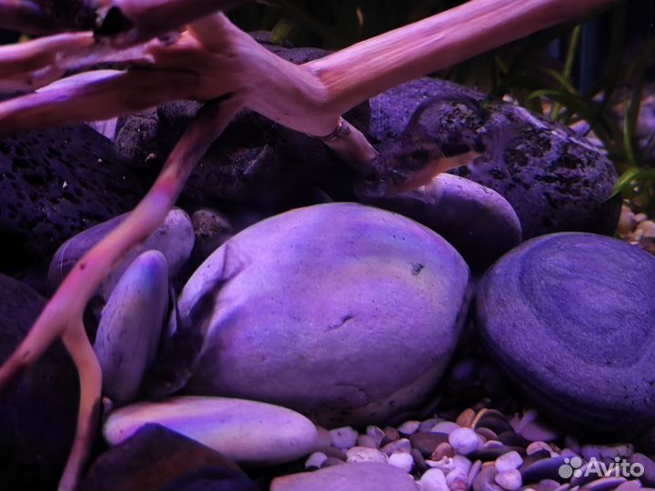 Аквариум 80Шх40Гх45В