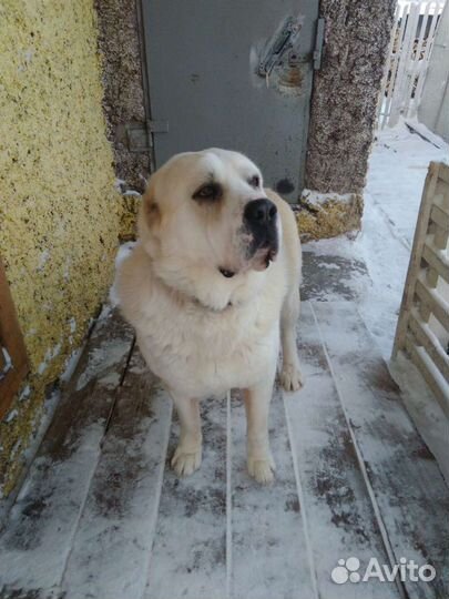 Алабай для вязки