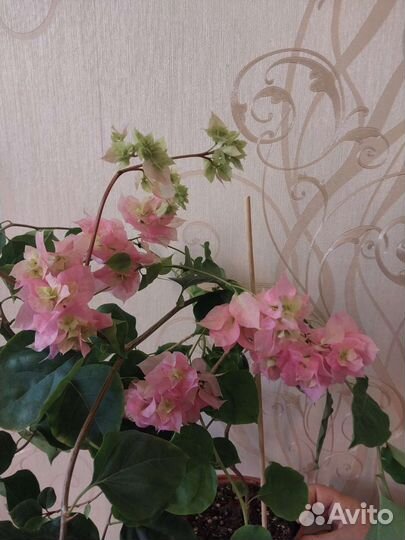 Взрослая бугенвиллия