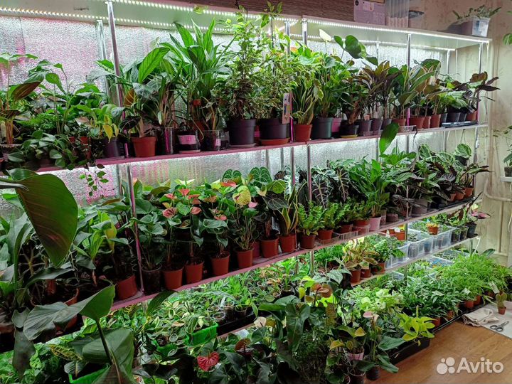 Комнатные растения