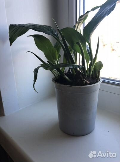 Спатифиллум