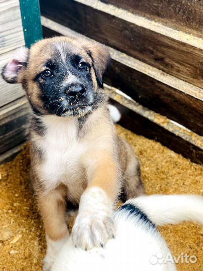 Щенки ищут дом