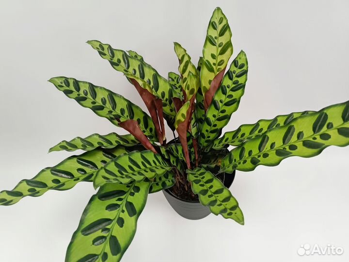 Калатея Лансифолия