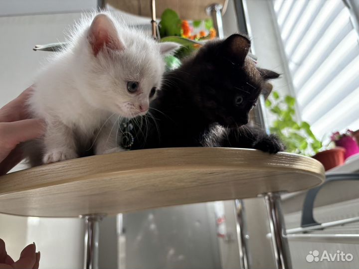 Котята бесплатно