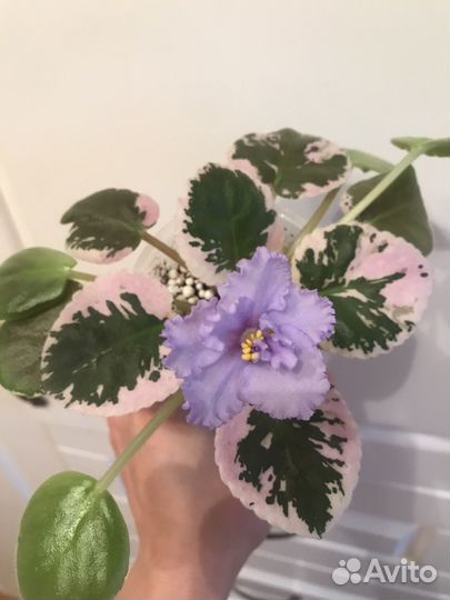 Фиалка ек- Небесное создание