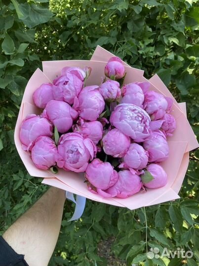 Цветы пионы срезка