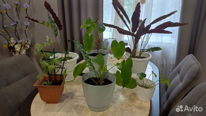 Комнатные цветы