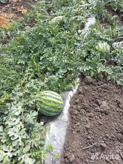 Арбуз оптом