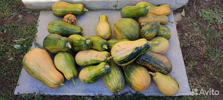 Тыква со своего огорода