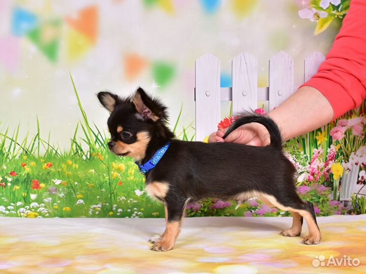 Щенки чихуахуа:мальчик и девочка