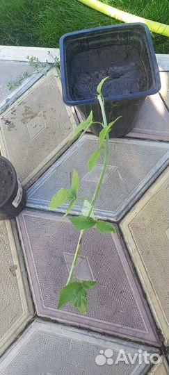 Саженцы Черная малина кумберленд