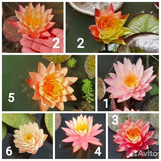 Нимфея водные лилии