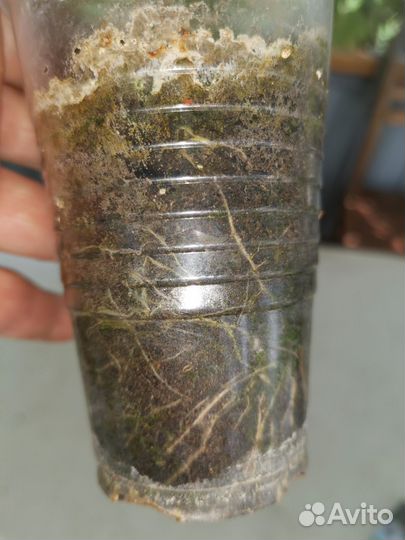 Пеларгония герань