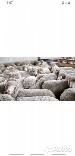 Овцы бараны ягнята