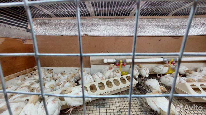 Перепела/перепелинные яйца инкубационные и пищевые