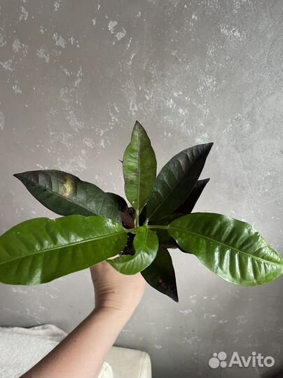 Кротон миссис айстон