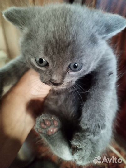 Котята в добрые руки бесплатно